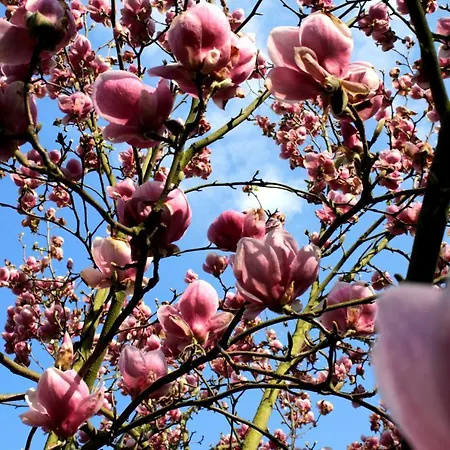 Malinowa Kuznia 3* Wlodzice Wielkie