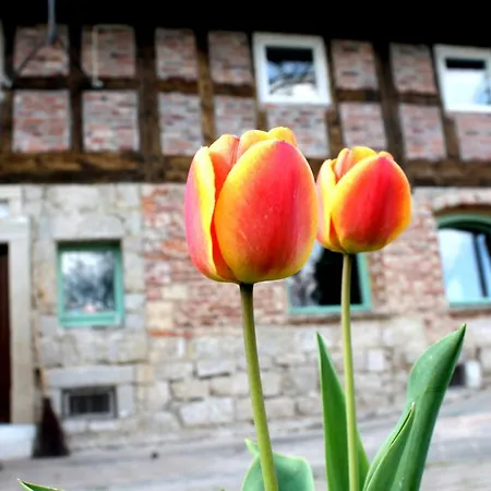 Malinowa Kuznia Bed & Breakfast