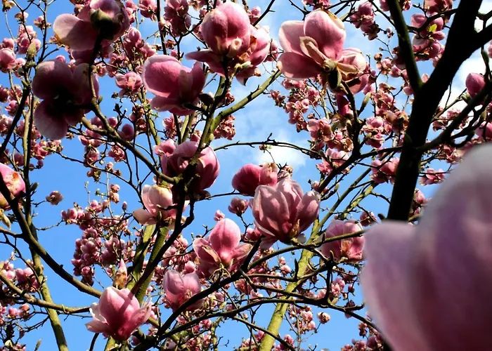 Malinowa Kuznia 3* Wlodzice Wielkie