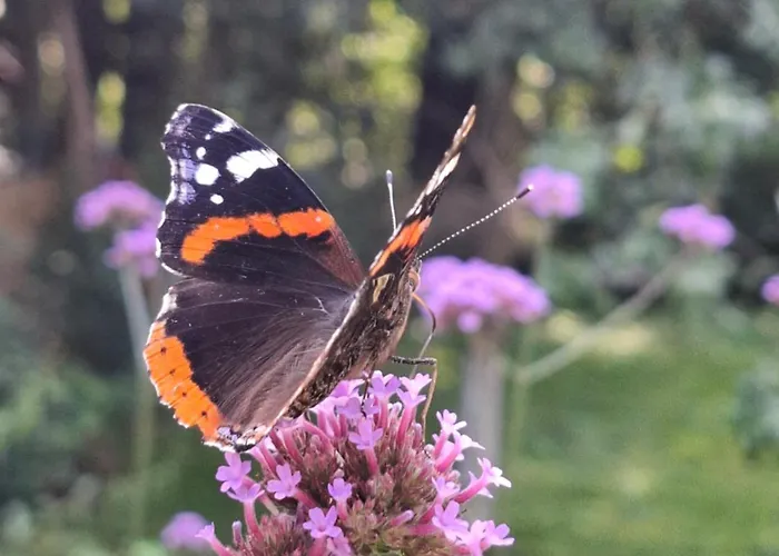 Malinowa Kuznia Bed & Breakfast